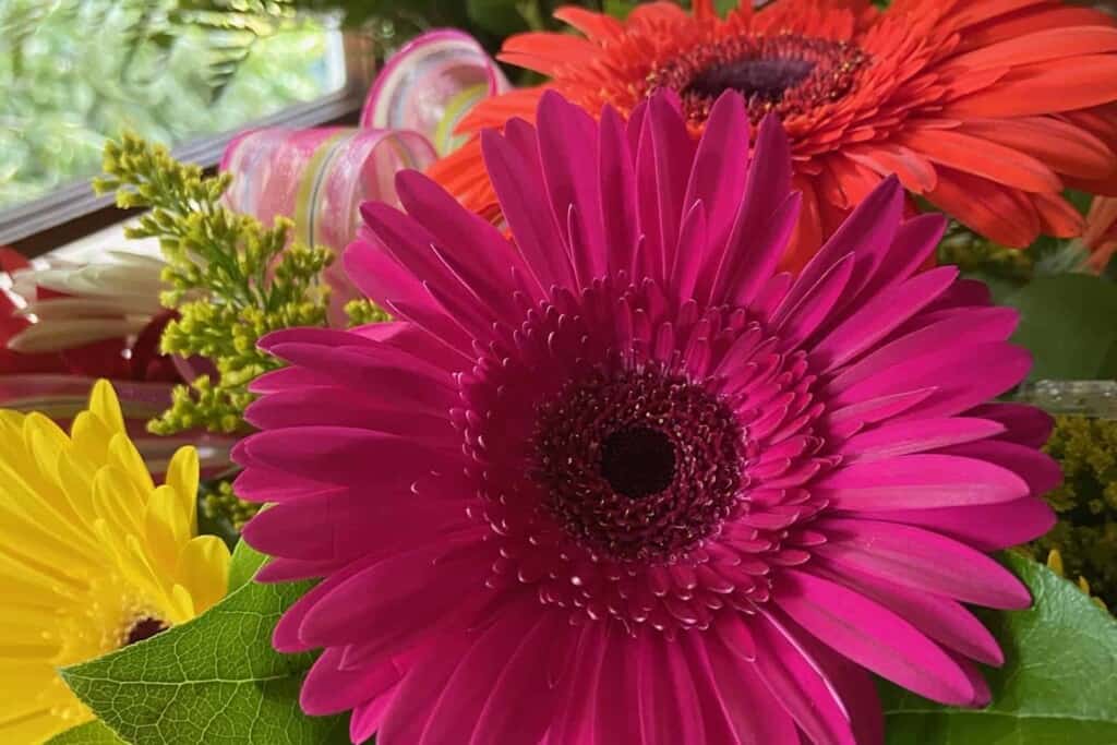 Gerber Daisies - Flowers for my mom